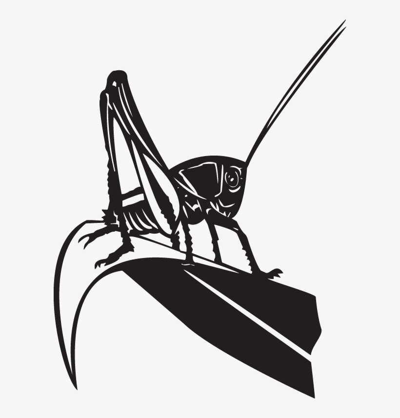 Insect, transparent png