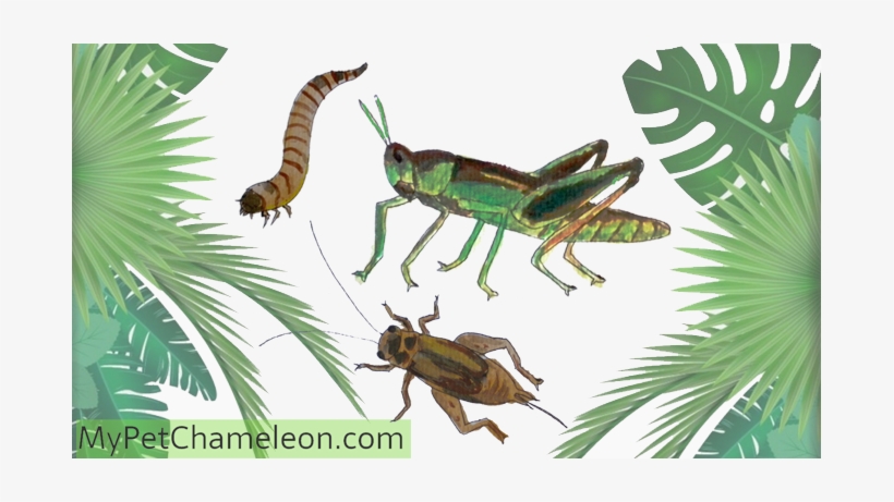 To - Chameleon Food, transparent png
