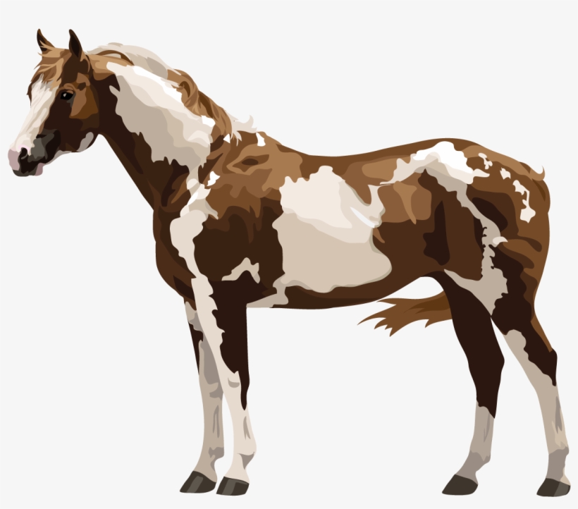 Paint Or Pinto - Mulo Breyer, transparent png