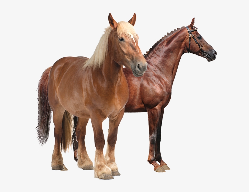 Productanimals Horse Transparent - Mug Cheval De Trait, transparent png