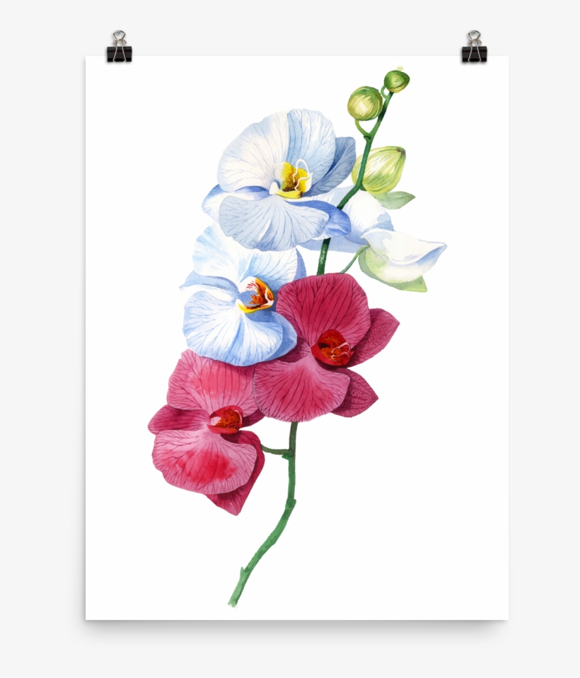 Bright And Colourful Orchid Watercolour Matte Poster - Orchid Watercolour, transparent png