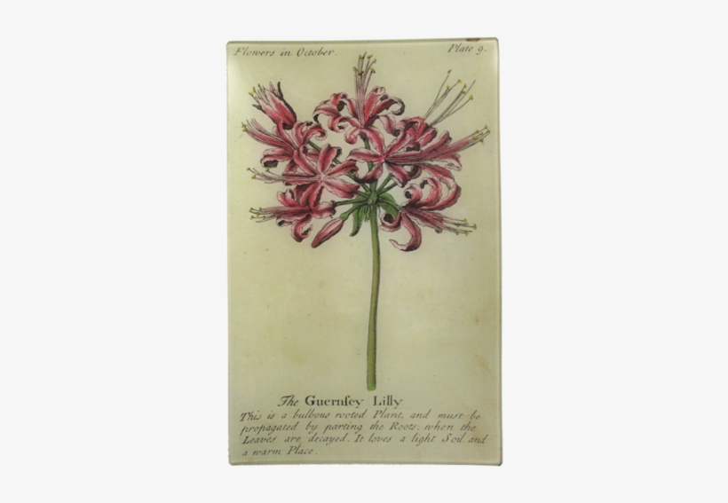 Png Transparent Stock Guernsey Lily Floral John - Great Big Canvas Poster Print Entitled Gardener's Guide, transparent png