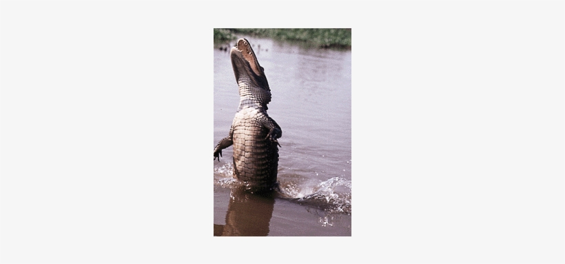 2 Seats On Annie Miller's Son's Swamp - American Alligator, transparent png