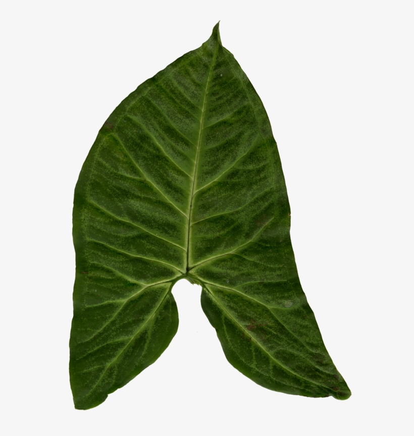 Ivy Clipart Big Leaf - Blender, transparent png