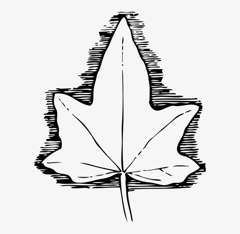 Drawn Ivy Ivy Leaf - Ivy Leaf Template, transparent png
