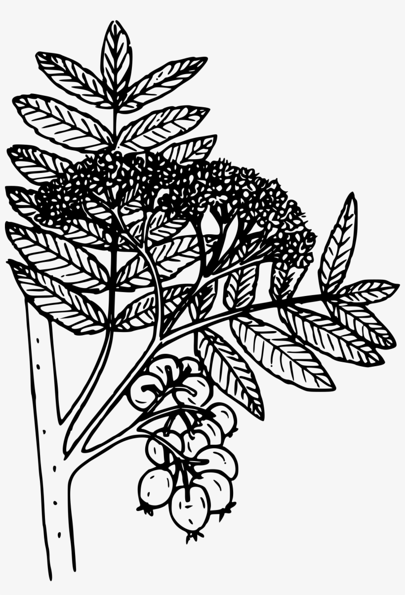 This Free Icons Png Design Of Mountain Ash, transparent png