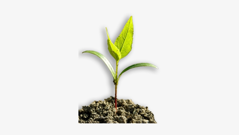 Image Of A White Ash Tree Seedling - Ash, transparent png