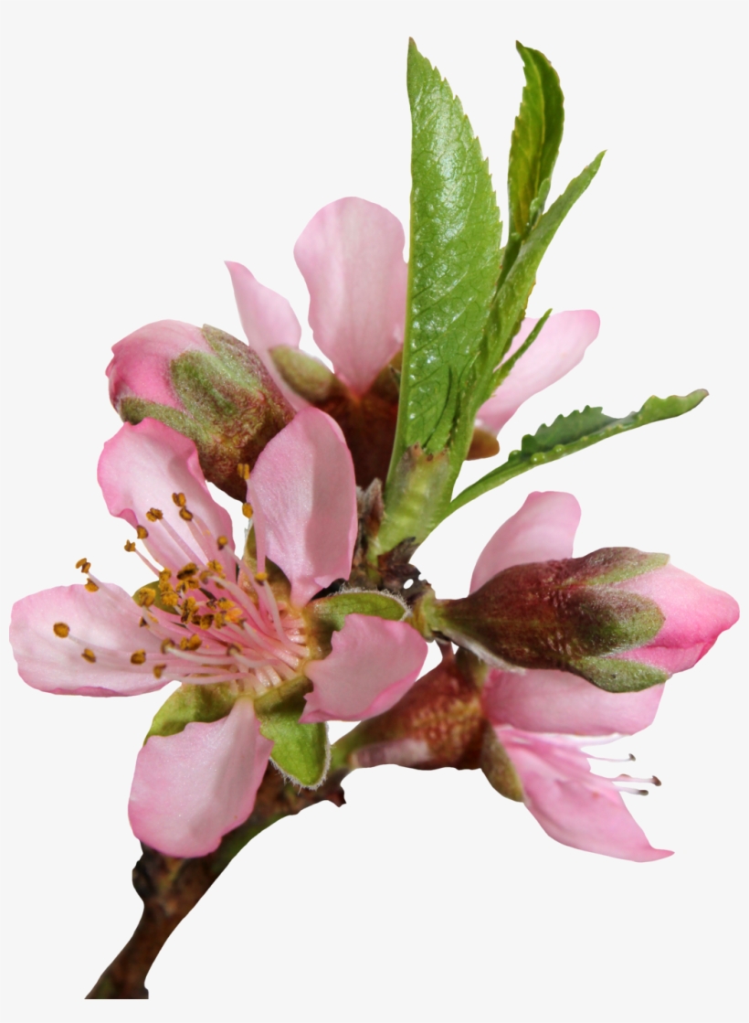 Blossom Png Transparent Image - Flor De Durazno Planta, transparent png