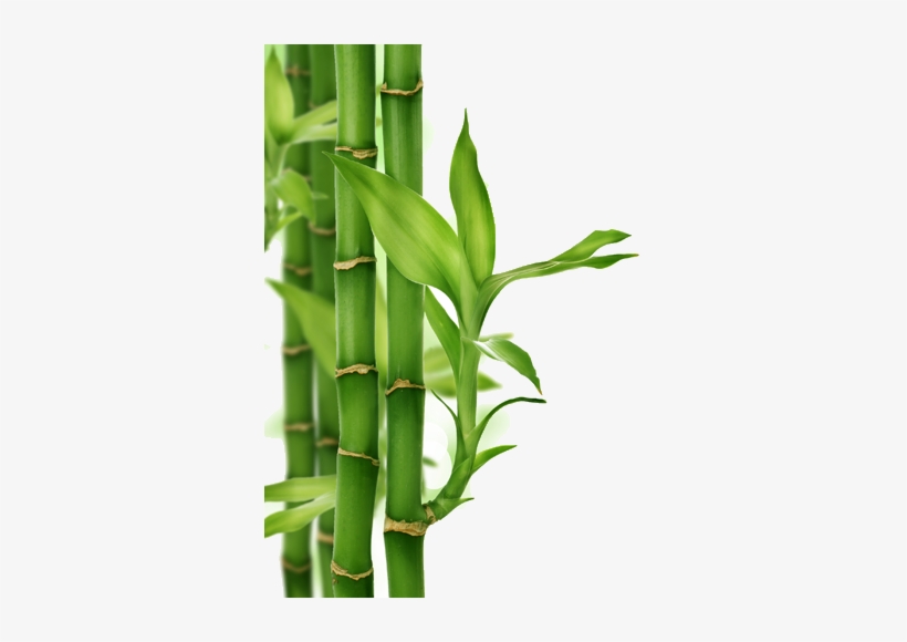 Cañas De Bambu Png, transparent png
