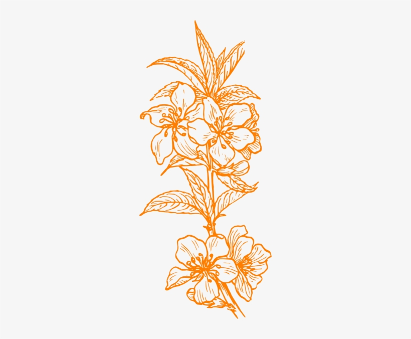 Almond Blossom Svg Clip Arts 264 X 596 Px, transparent png