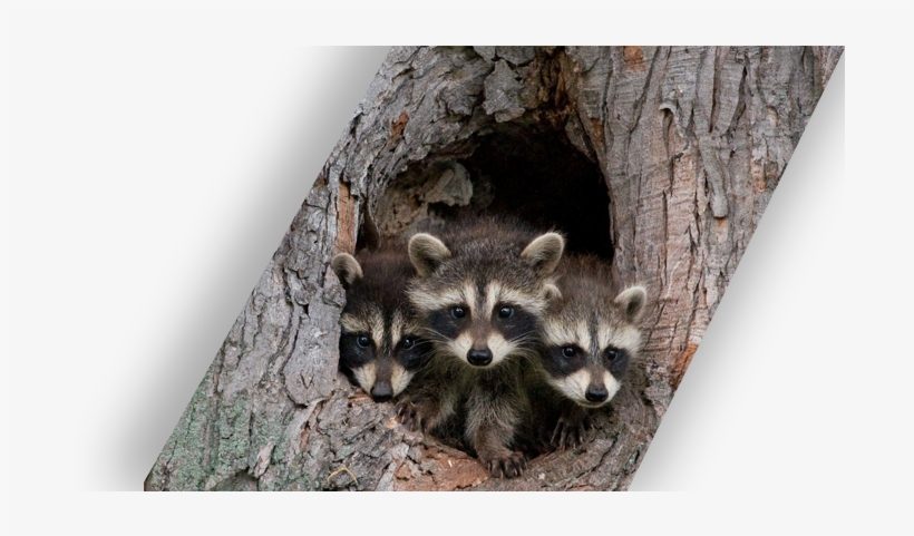 Liddle Rascals - Raccoon Den, transparent png