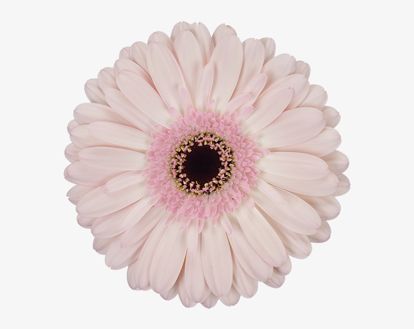 Facetime® - Transvaal Daisy, transparent png