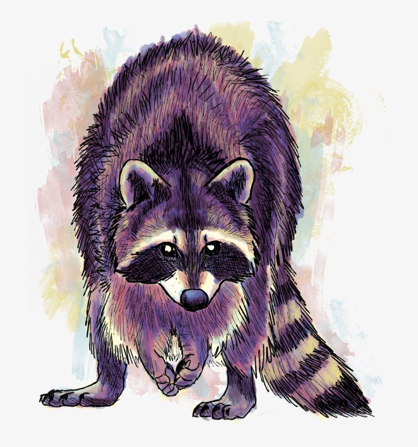 Drawings And Digital Paintings - Purple Raccoon, transparent png