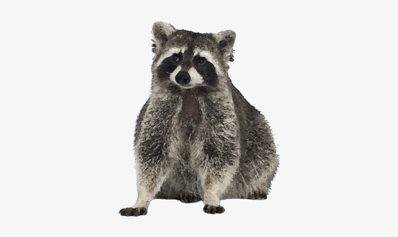 Clip Art Stock Blog Archives Mrs Watt S Class April - Free Clip Art Raccoon, transparent png