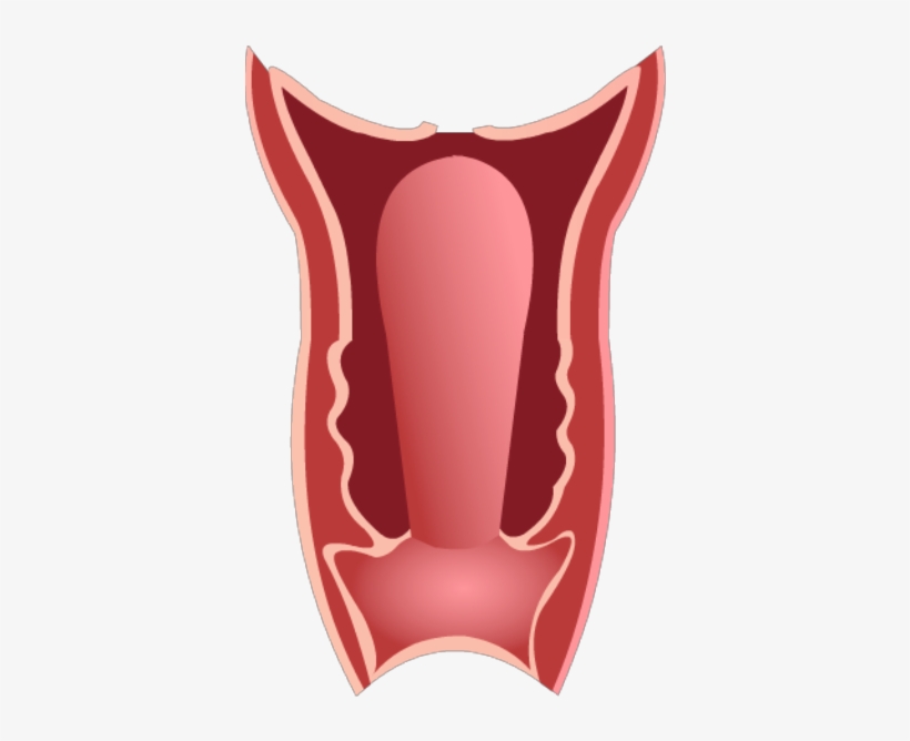 Vagina, transparent png