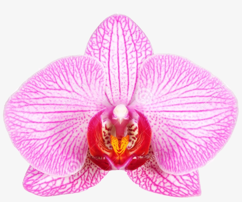 Female Genital Surgery Vaginal Rejuvenation - Flowers That Look Like Female Genitila, transparent png