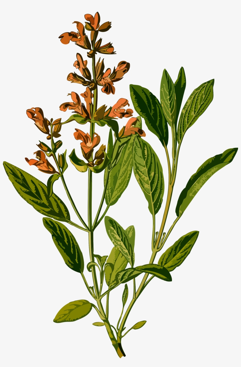 This Free Icons Png Design Of Sage, transparent png