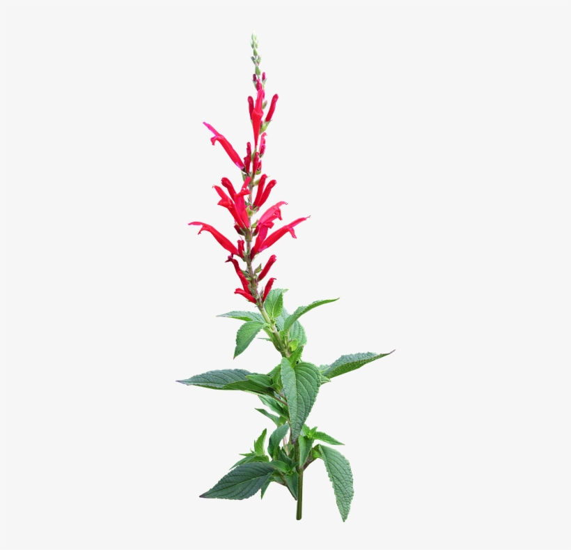 Herb, Pineapple Sage, Flower, Organic - Flower Garden Blue Png, transparent png