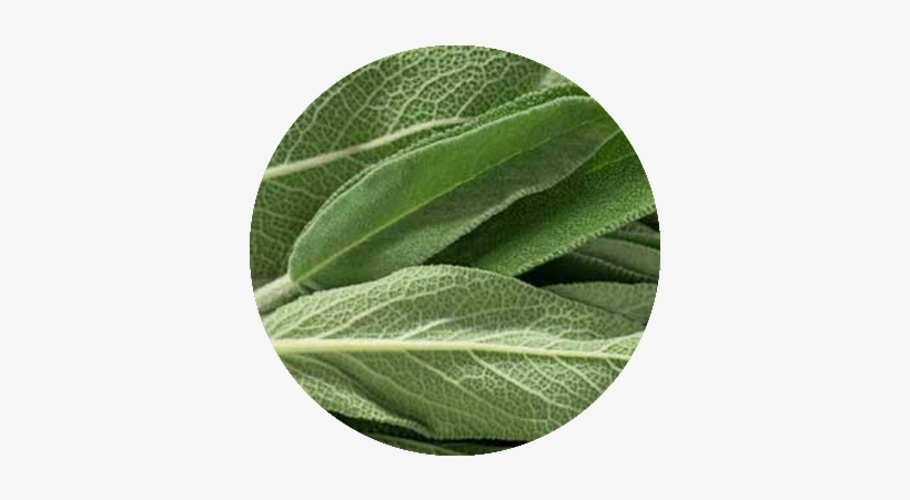 Sage - Common Sage, transparent png