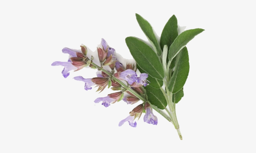 Clary Sage Essential Oil Edible - Clary Sage Png, transparent png