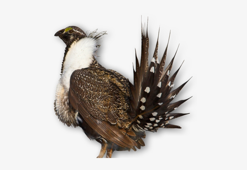 Greater Sage-grouse - Credit - Usfws - - Sage Grouse No Background, transparent png