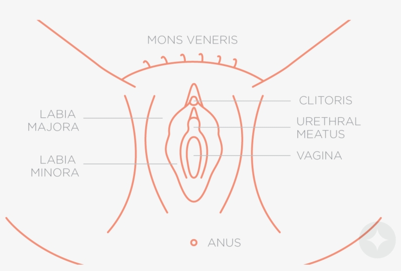 Anatomy Of The Vulva - Diagram, transparent png