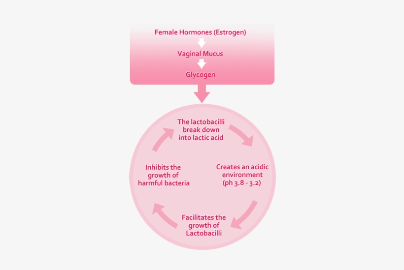 Vagina Means, transparent png