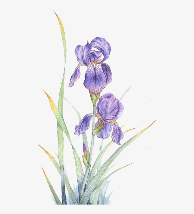 Watercolor Painting Violet Flower - Violeta Flor Watercolor, transparent png