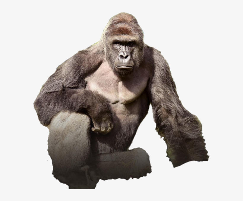 Harambe The Gorilla Render - Tits Out For Harambe, transparent png