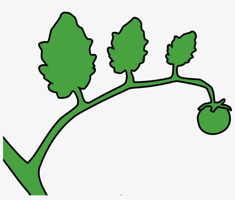This Free Icons Png Design Of Green Tomato On A Vine, transparent png