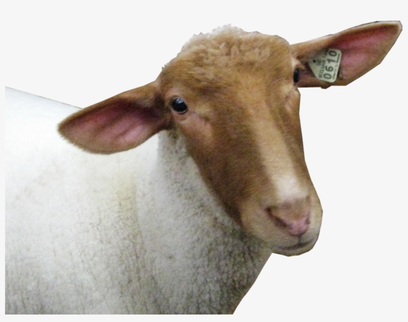 Sheep Head Png Image - Sheep Head Transparent Background, transparent png