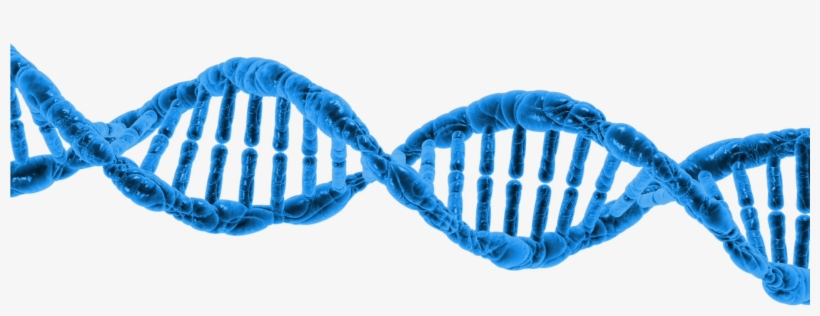 Dna String Double Helix - Missing Link: What It Means, transparent png
