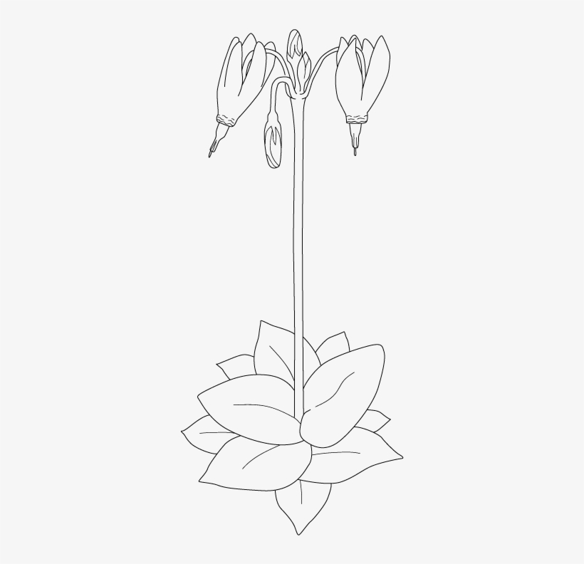 Henderson's Shooting Star Coloring - Download, transparent png