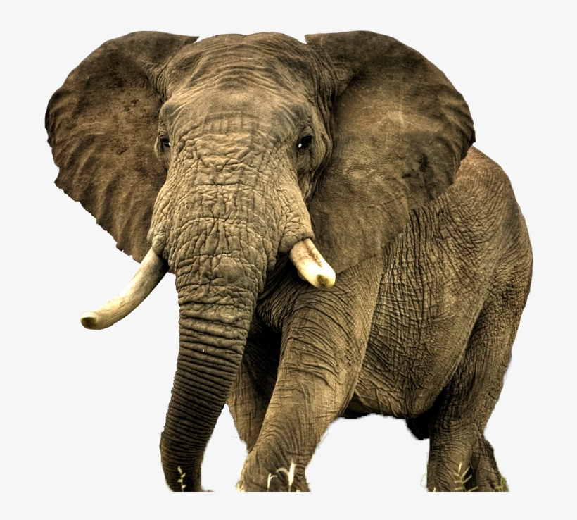Elephent Wallpaper For Mobile, transparent png