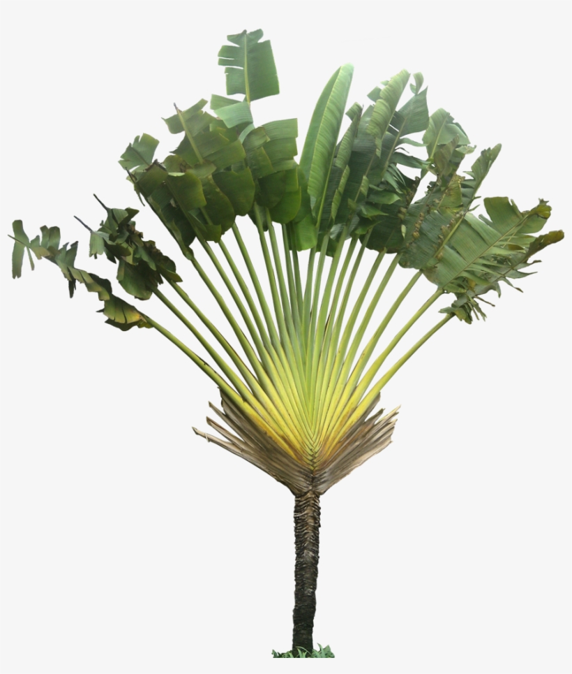 Ravenala03l Plant Images, Plant Pictures, Tree Cut - Ravenala Madagascariensis, transparent png