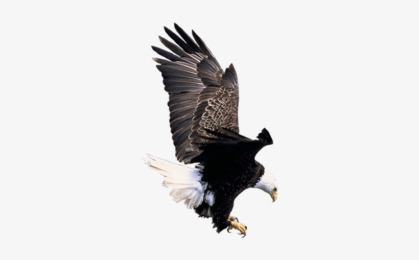 Flying Bald Eagle Clipart - Bald Eagle Living Habitat, transparent png