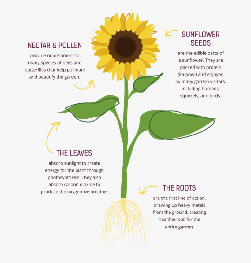 About Us - Common Sunflower, transparent png
