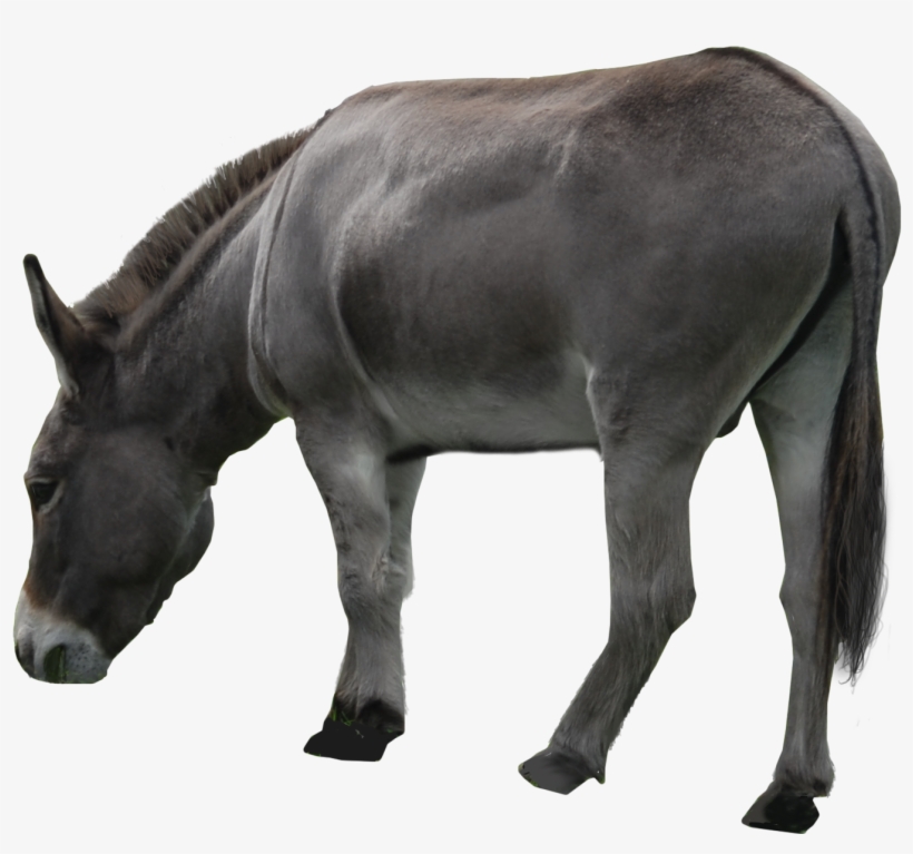 Donkey Png Photos - Donkey Png, transparent png