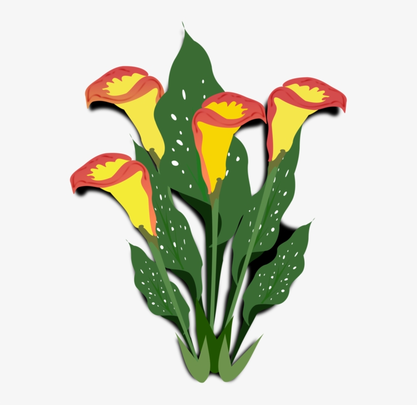 Flowering Plant Arum-lily Ornamental Plant Watercolor - Copos De Leite Flores, transparent png