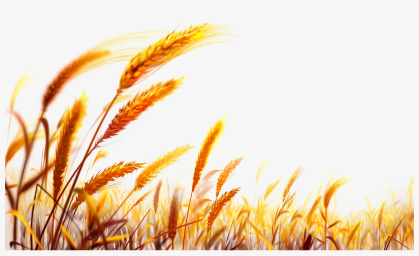 Wheat Png, transparent png