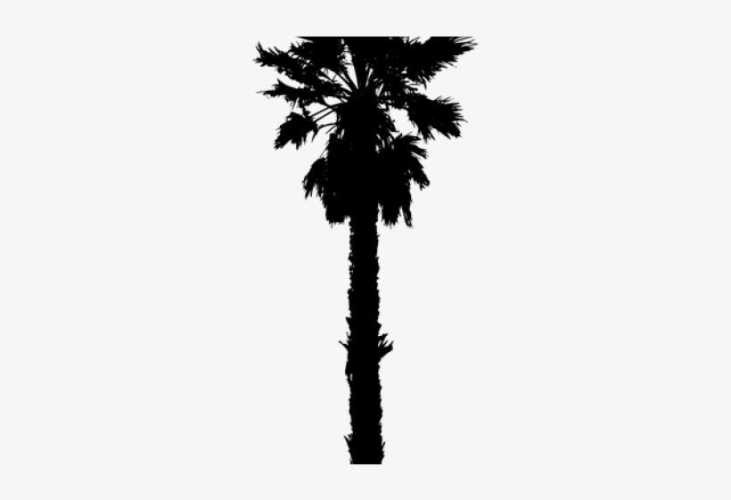 Palm Trees, transparent png