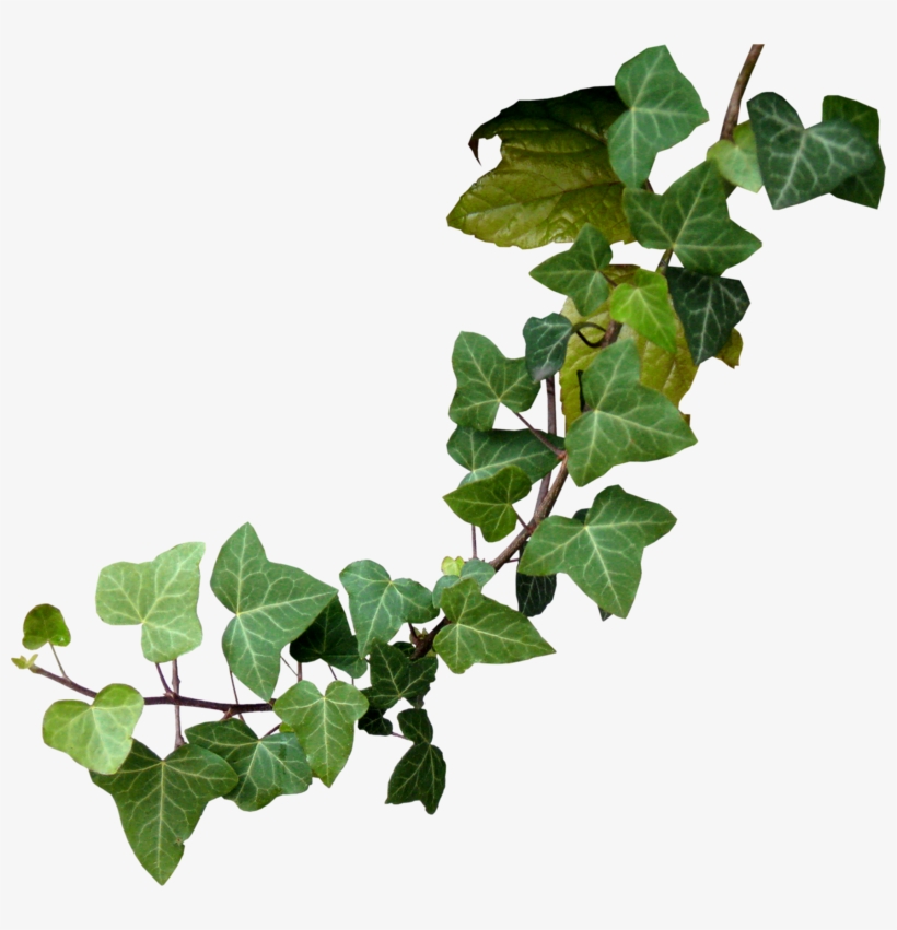 Pin By - Ivy, transparent png