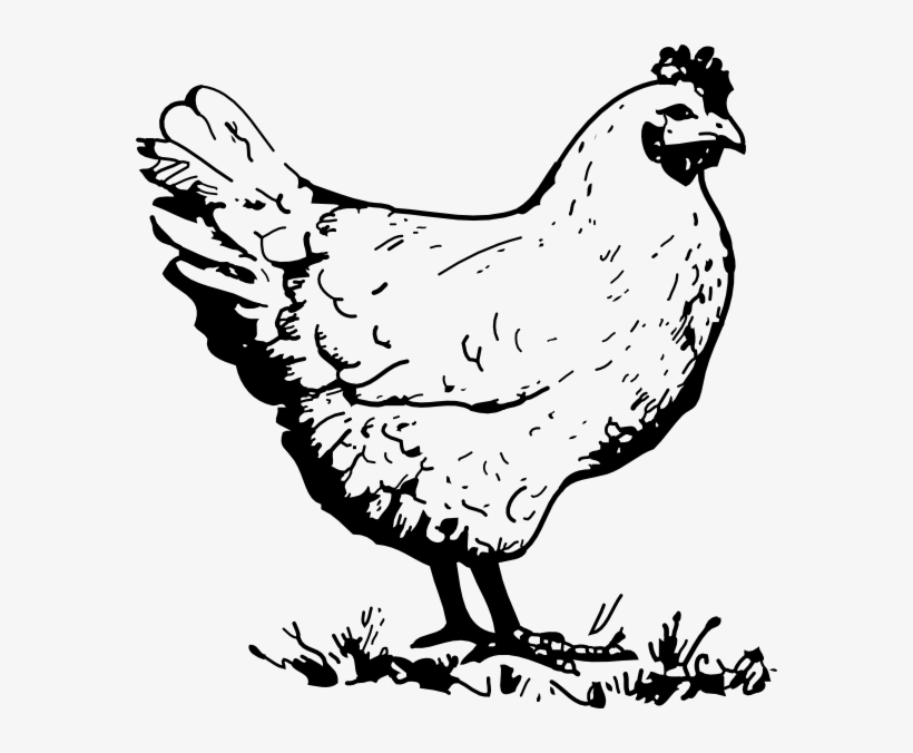 Chicken Clip Art Chicken Clipart Black And White 576x596 PNG