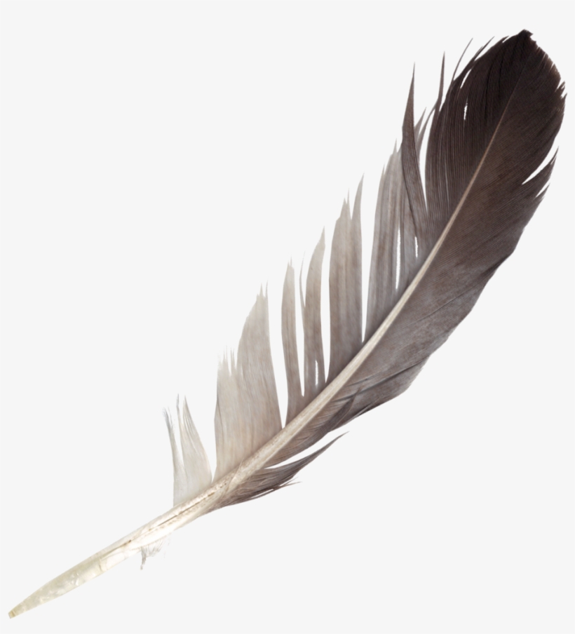 Free Download - Feather Png, transparent png