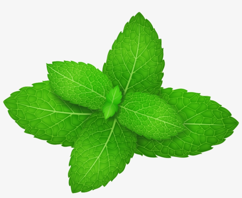 Mentha Spicata Peppermint Herb Leaf - Mint Leaf Vector Png, transparent png