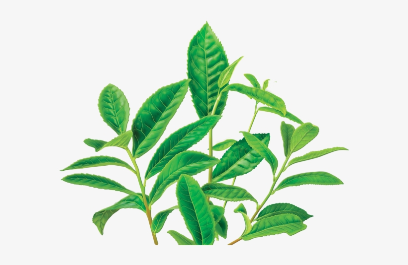 Green Tea Png Image - Caffeine Free Green Tea, transparent png