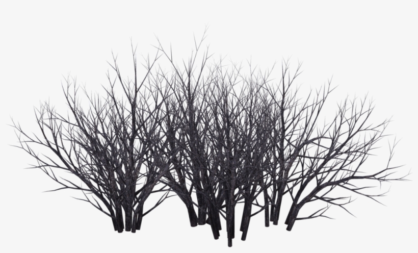 Shrub Tree Photography Black And White - Dark Bush Png, transparent png