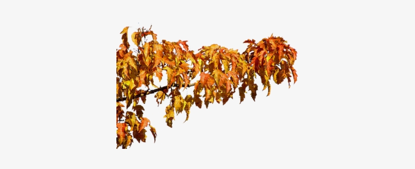 Autumn Tree Branch - Gambel Oak, transparent png