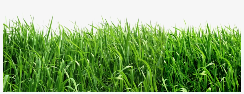 Royalty Free Download Png Picture Gallery Yopriceville - Grass Png File, transparent png