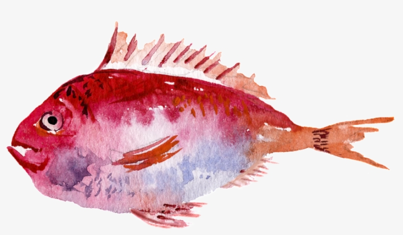 Red Watercolor Hand Painted Goldfish Transparent - Watercolor Painting, transparent png